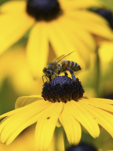 Bee pollen,bees,pollen,energy,health
