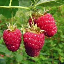 raspberry,cleansing,astringent,digestive disorders,urinary tract
